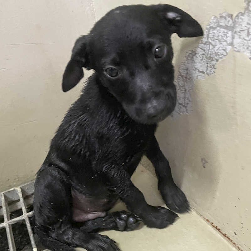 嘉義市動物保護教育園區,編號:418656, 混種犬          