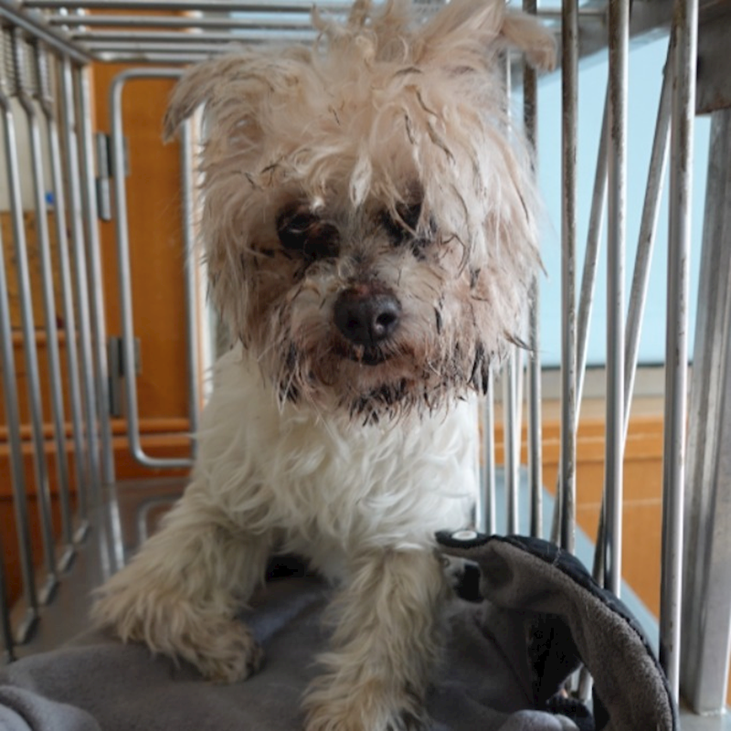 臺南市動物之家灣裡站,編號:446349, 瑪爾濟斯犬           