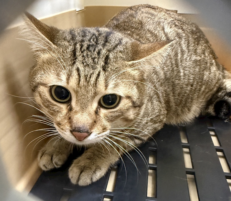 嘉義市動物保護教育園區,編號:446416, 混種貓                 