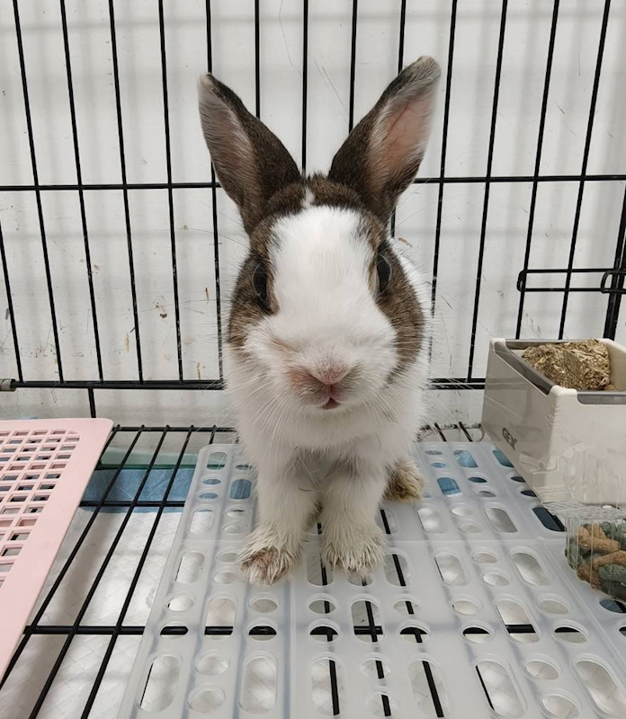 嘉義市動物保護教育園區,編號:442722, 道奇兔