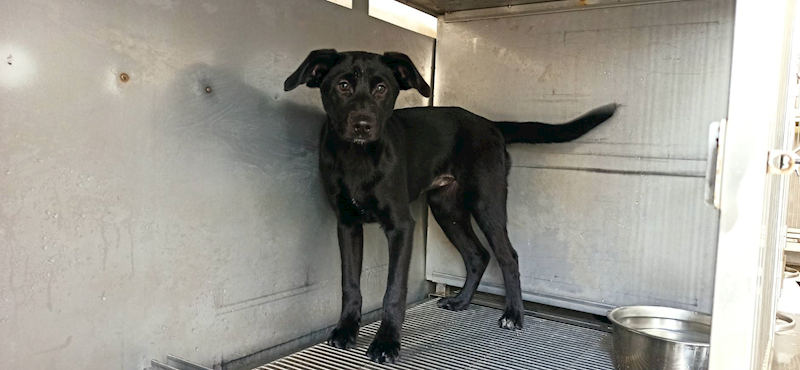 金門縣動物收容中心,編號:446031, 混種犬          