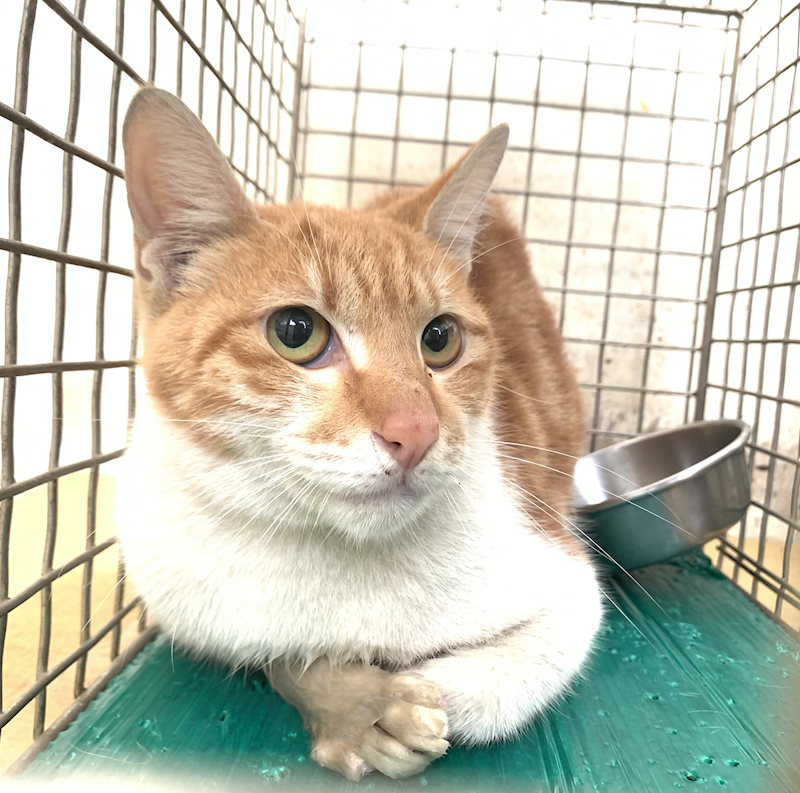 臺北市動物之家,編號:441646, 混種貓                 