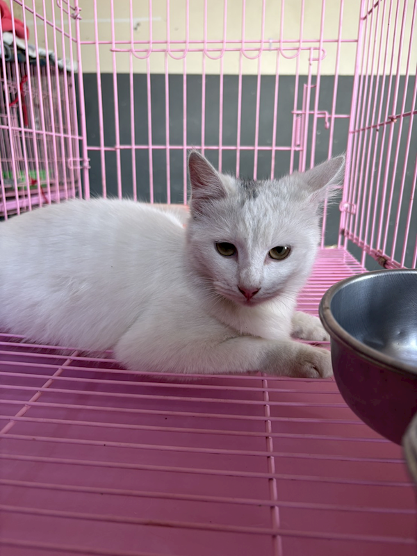 臺東縣動物收容中心,編號:447026, 混種貓                 