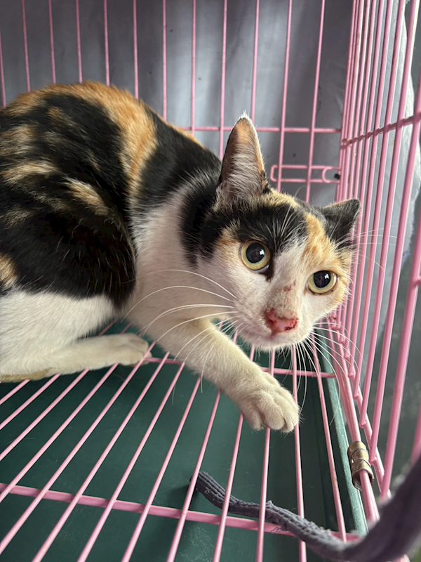 臺東縣動物收容中心,編號:445757, 混種貓                 