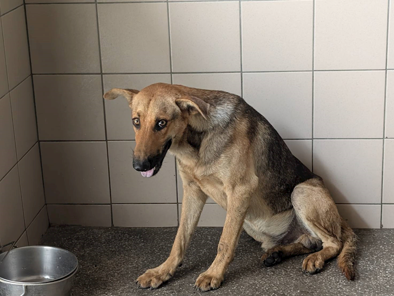 高雄市燕巢動物保護關愛園區,編號:447377, 混種犬          