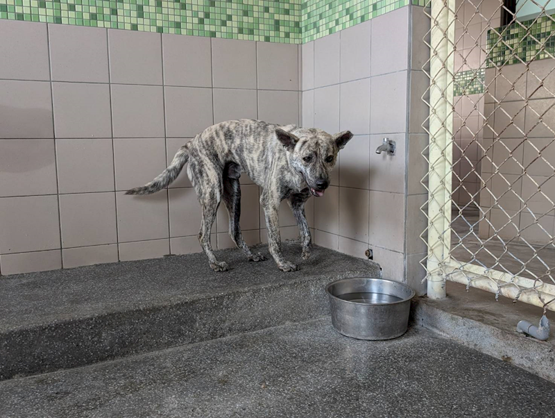 高雄市燕巢動物保護關愛園區,編號:447344, 混種犬          