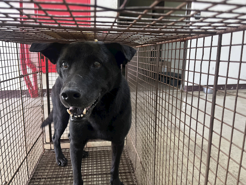 桃園市動物保護教育園區,編號:447276, 混種犬          