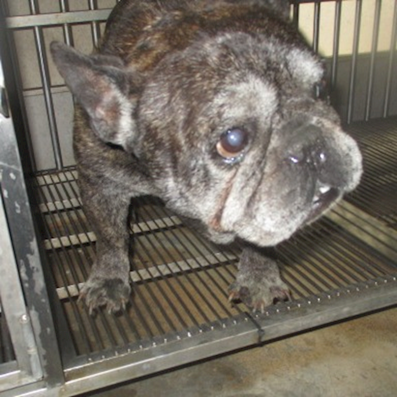 桃園市動物保護教育園區,編號:447216, 鬥牛犬(英國)