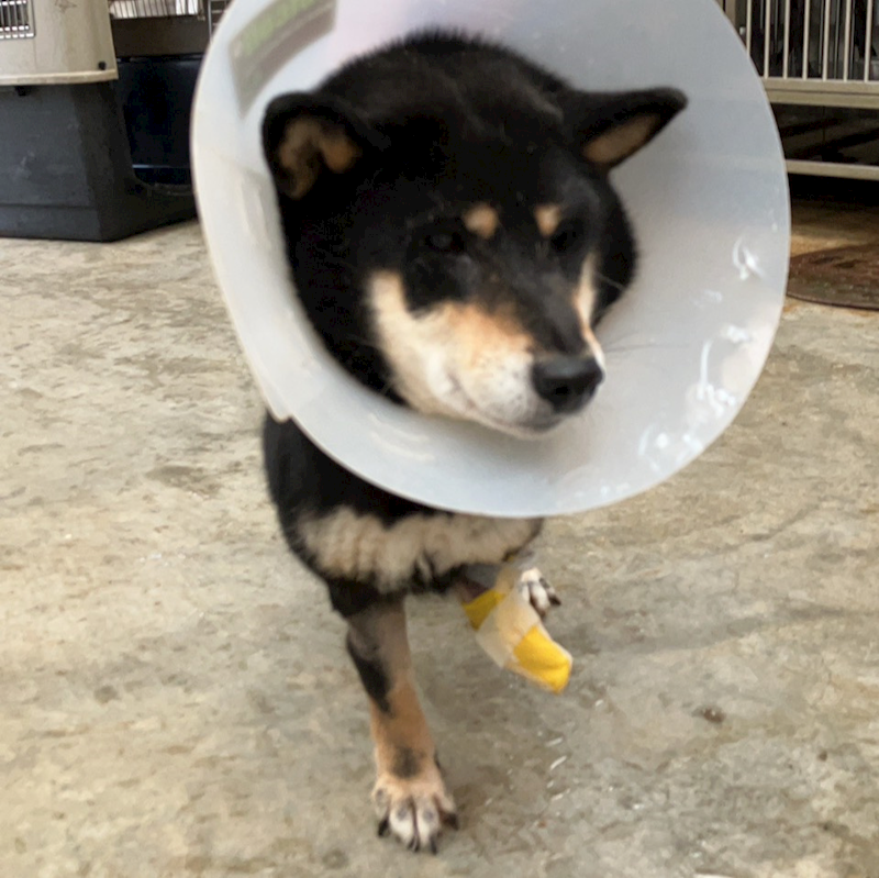 新北市新店區公立動物之家,編號:447094, 混種犬          