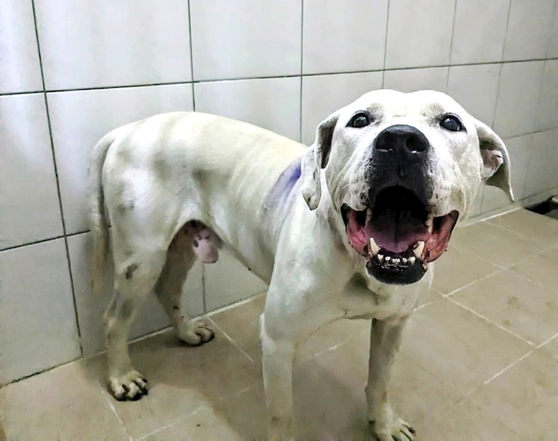 新竹縣動物保護教育園區,編號:404538, 混種犬          