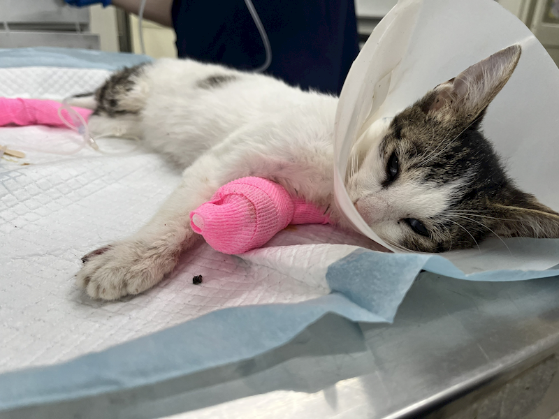 臺北市動物之家,編號:447222, 混種貓                 