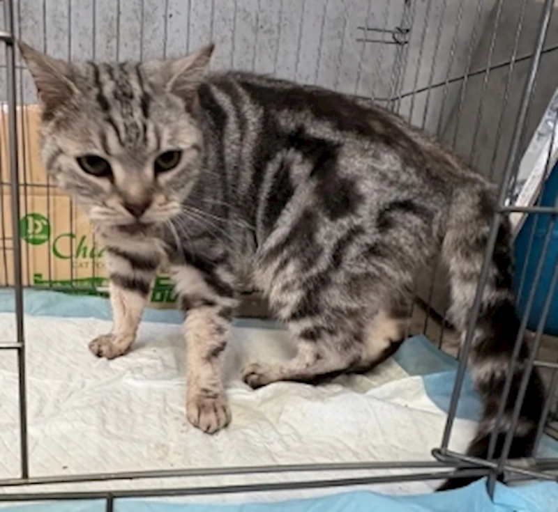 新北市五股區公立動物之家,編號:447223, 美國短毛貓               