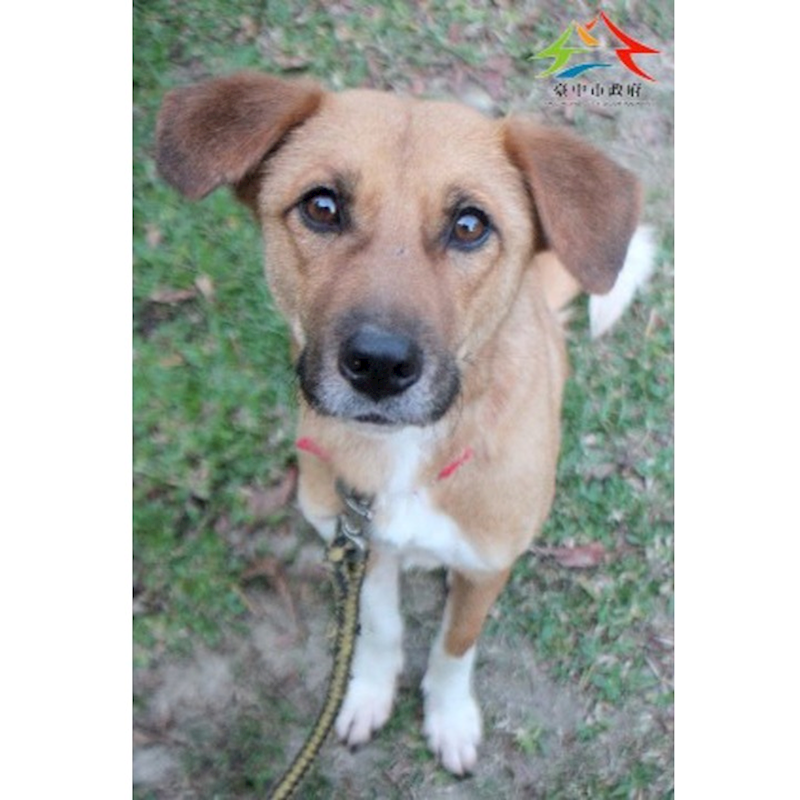 臺中市動物之家后里園區,編號:445418, 混種犬          