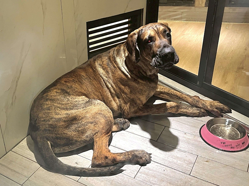 桃園市動物保護教育園區,編號:447421, 混種犬          