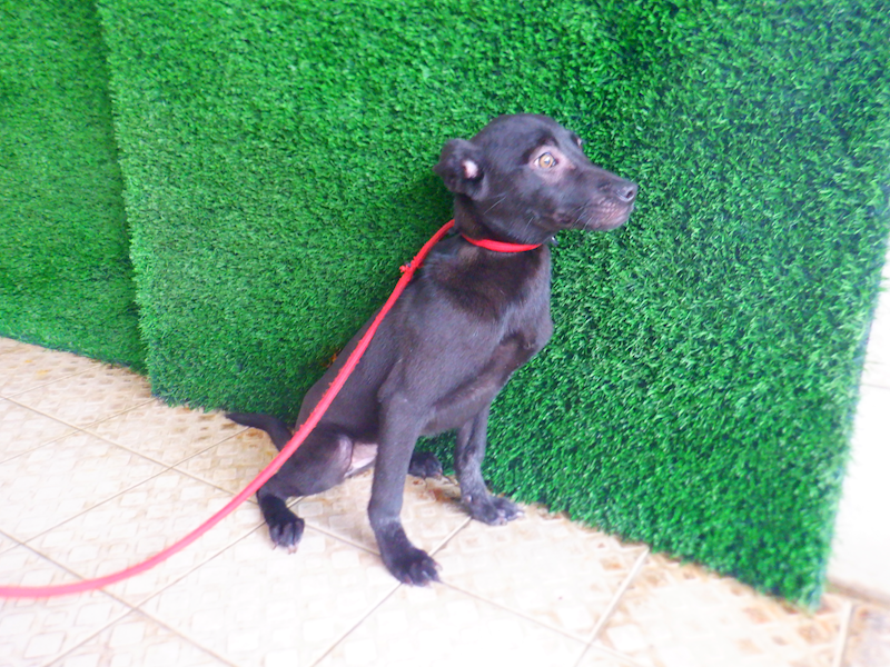 南投縣公立動物收容所,編號:446741, 混種犬          