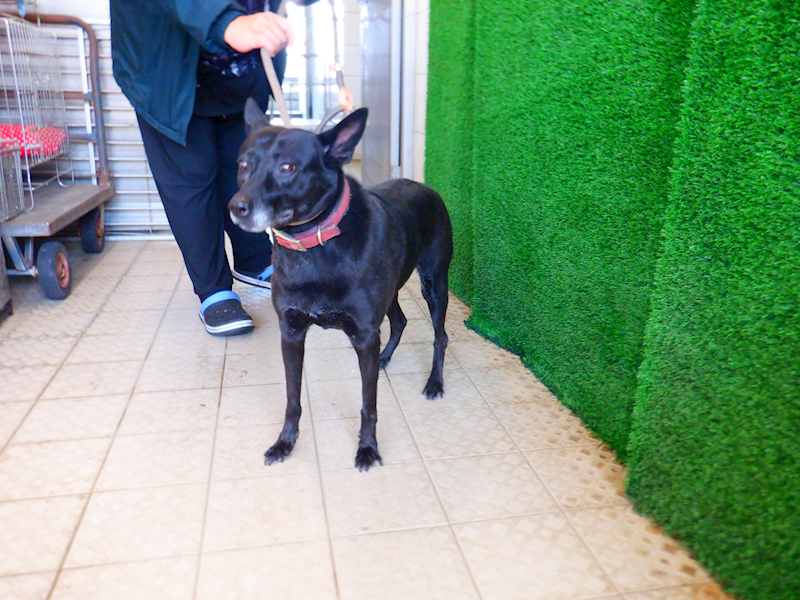 南投縣公立動物收容所,編號:441098, 混種犬          