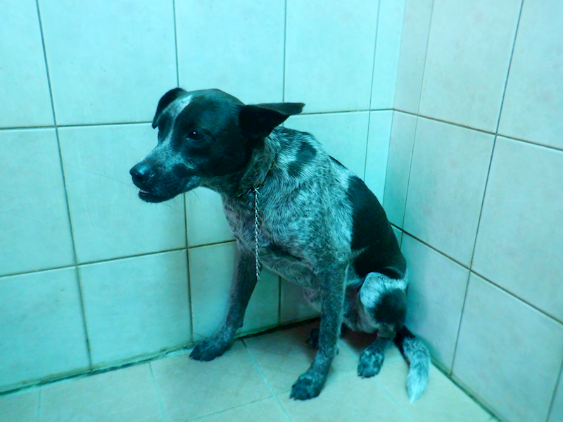 南投縣公立動物收容所,編號:438159, 混種犬          