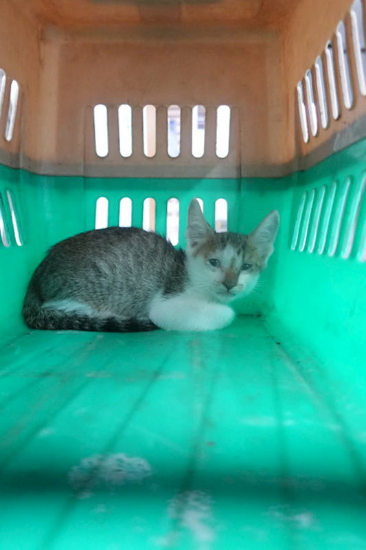 宜蘭縣流浪動物中途之家,編號:447750, 混種貓                 