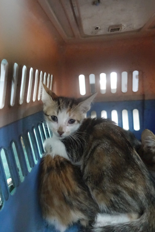 宜蘭縣流浪動物中途之家,編號:447748, 混種貓                 