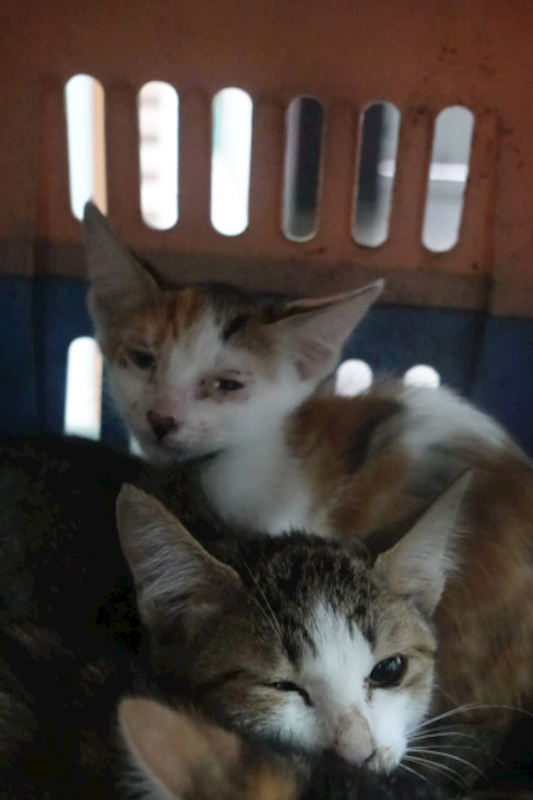 宜蘭縣流浪動物中途之家,編號:447747, 混種貓                 