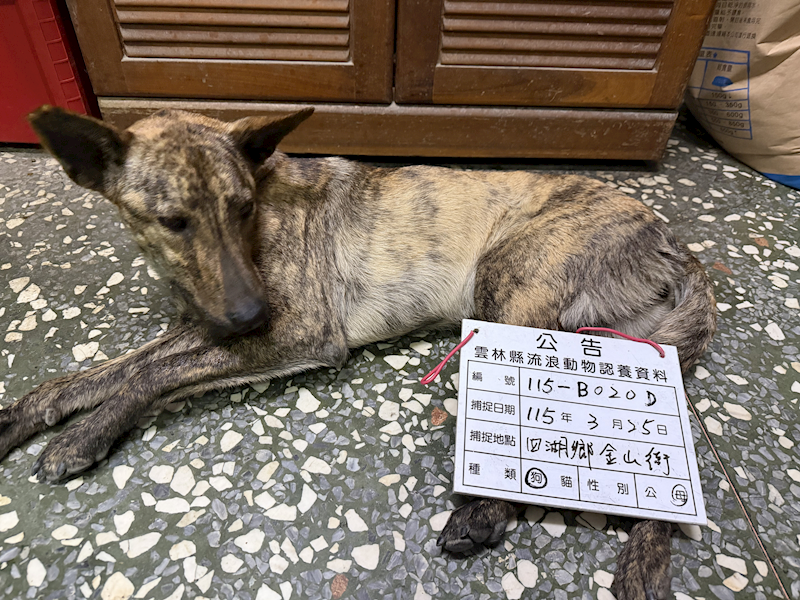 雲林縣流浪動物收容所,編號:447547, 混種犬          