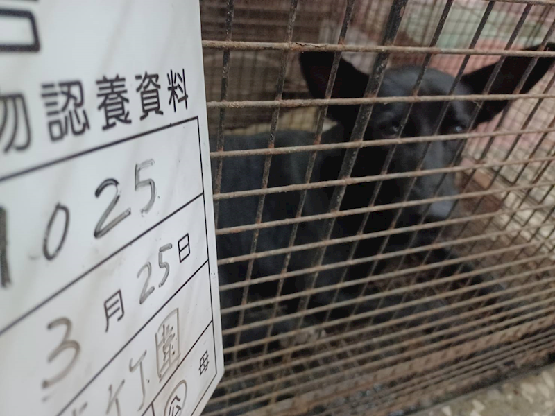 雲林縣流浪動物收容所,編號:447558, 混種犬          
