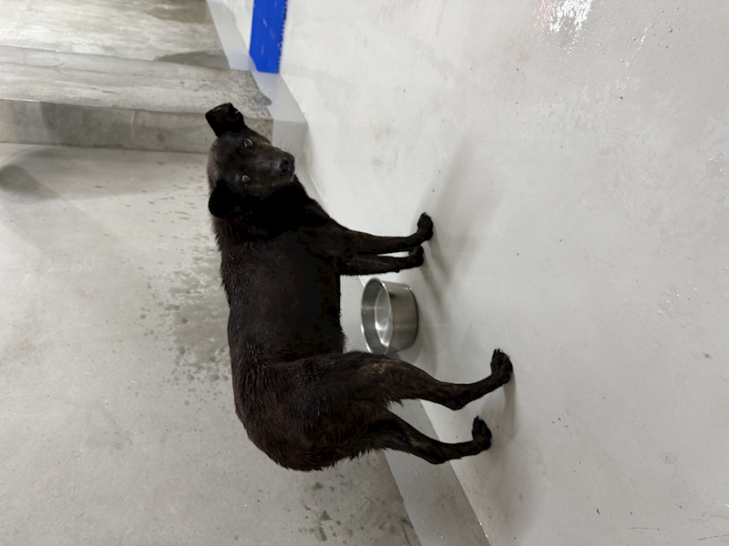 基隆市寵物銀行,編號:447724, 混種犬          