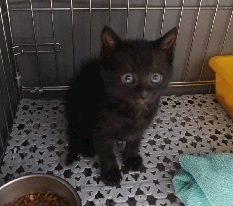 新北市板橋區公立動物之家,編號:446836, 混種貓                 