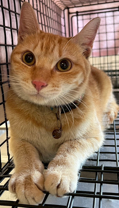 花蓮縣狗貓躍動園區,編號:425126, 混種貓                 