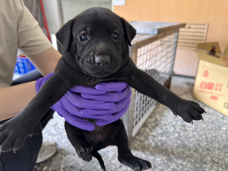 高雄市壽山動物保護教育園區,編號:447717, 混種犬          