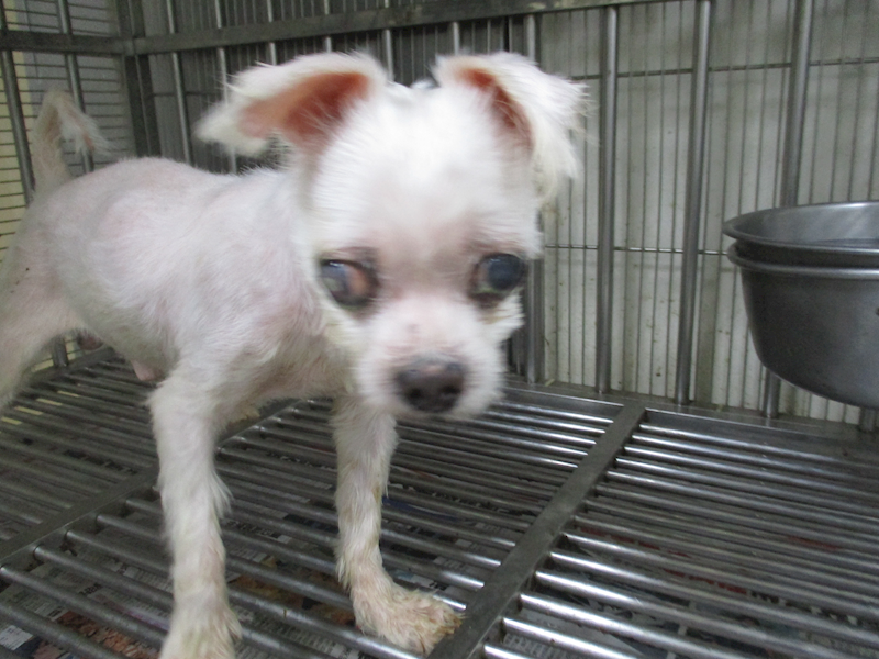 高雄市壽山動物保護教育園區,編號:447713, 瑪爾濟斯犬           