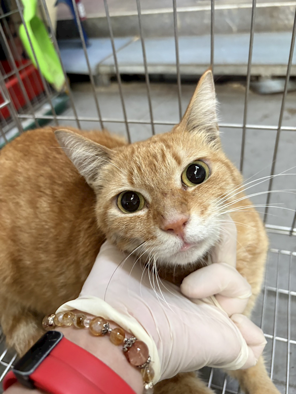 新北市五股區公立動物之家,編號:447704, 混種貓                 