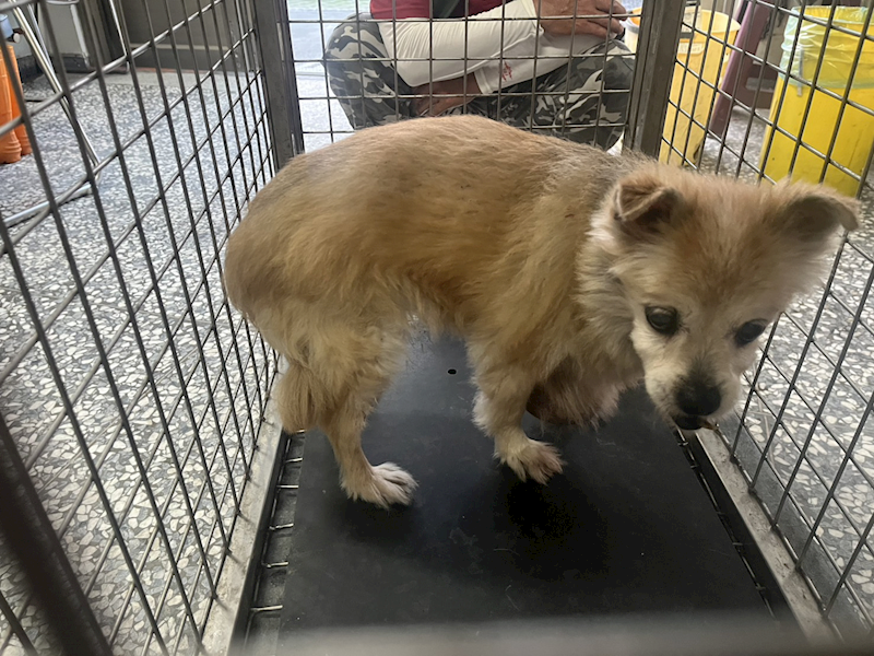 高雄市壽山動物保護教育園區,編號:447703, 混種犬          