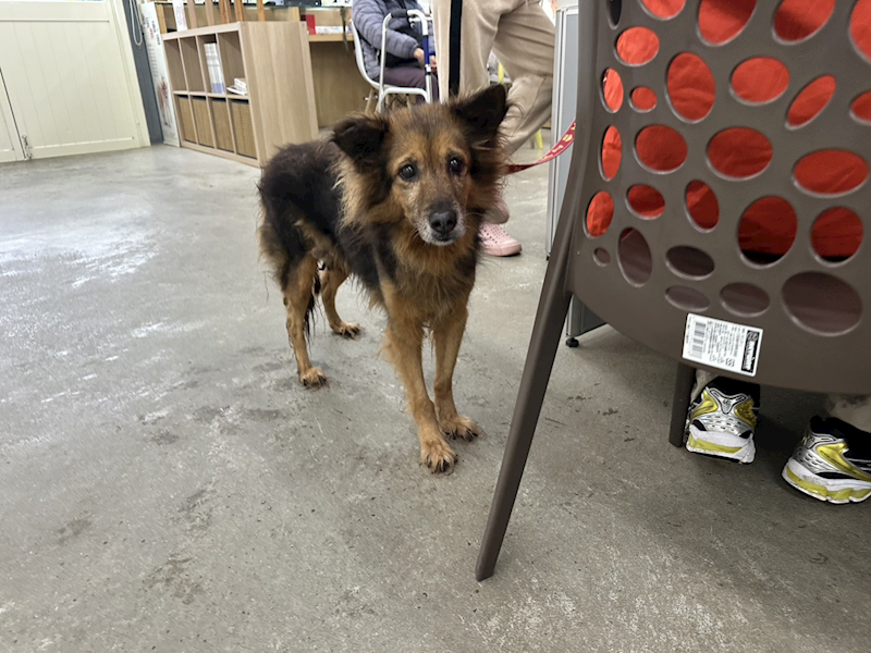 臺北市動物之家,編號:447697, 混種犬          