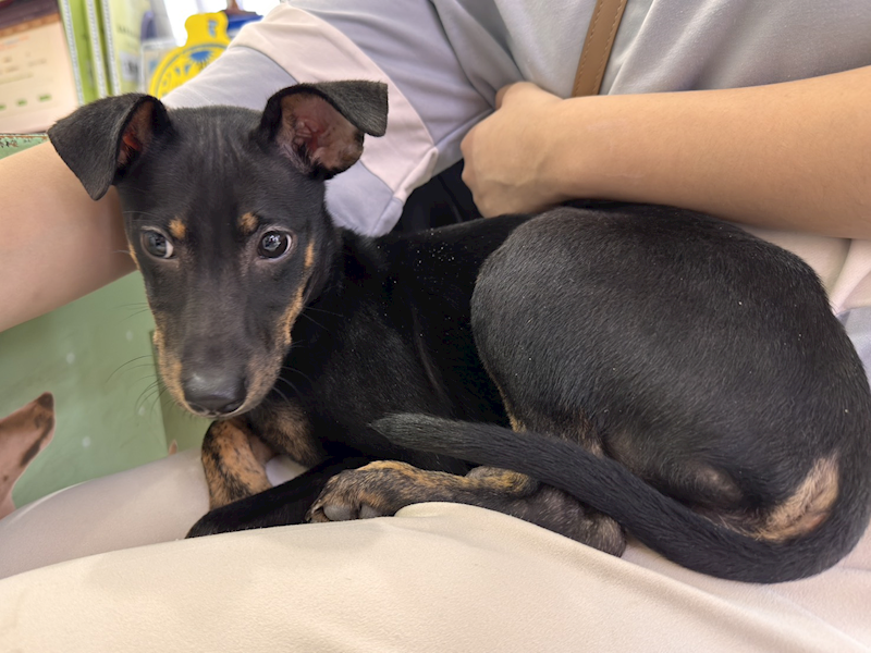 高雄市壽山動物保護教育園區,編號:447688, 混種犬          