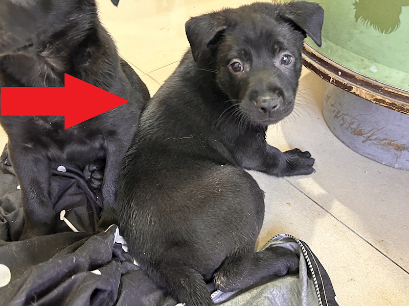 高雄市壽山動物保護教育園區,編號:447683, 混種犬          