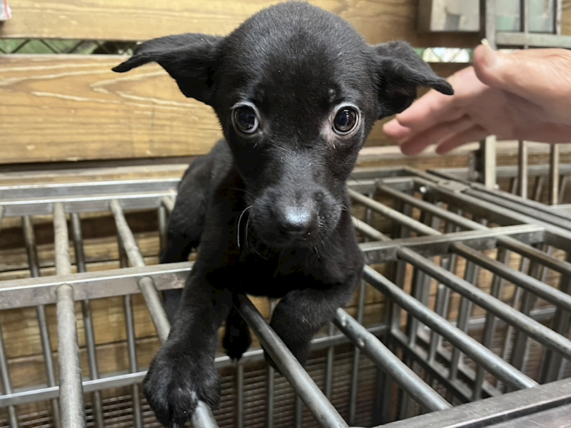 高雄市壽山動物保護教育園區,編號:447677, 混種犬          