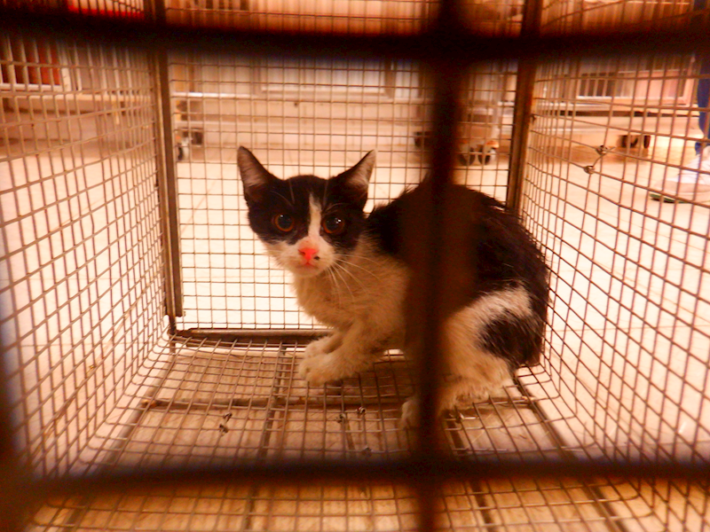 南投縣公立動物收容所,編號:447279, 混種貓                 