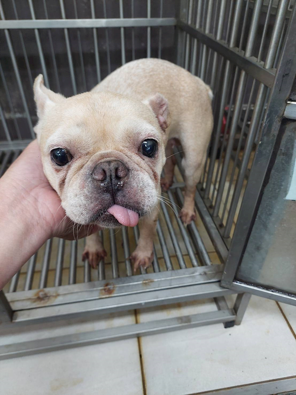 新北市五股區公立動物之家,編號:447673, 法國鬥牛犬