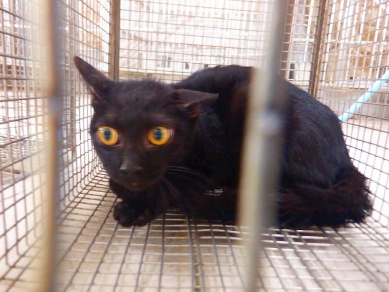 南投縣公立動物收容所,編號:447283, 混種貓                 