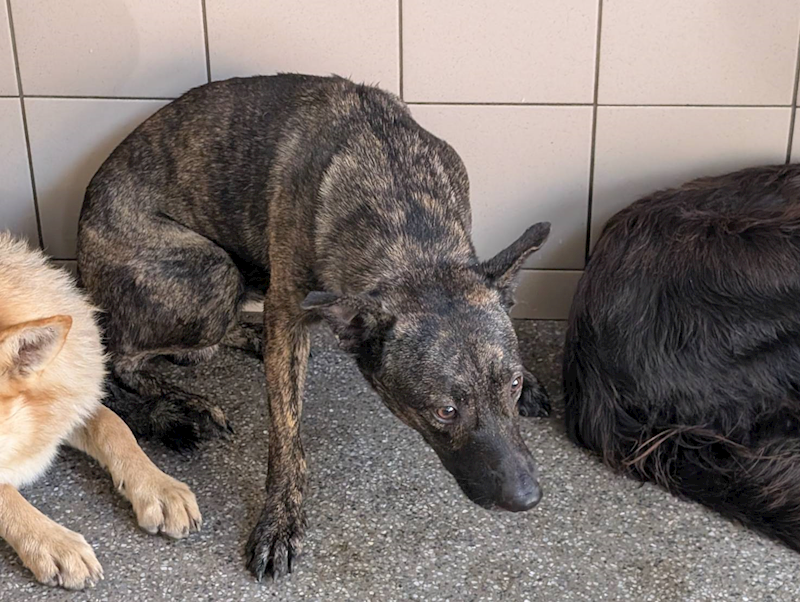 高雄市燕巢動物保護關愛園區,編號:447671, 混種犬          