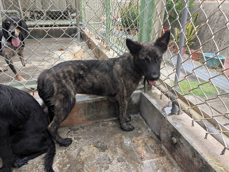 高雄市燕巢動物保護關愛園區,編號:447669, 混種犬          