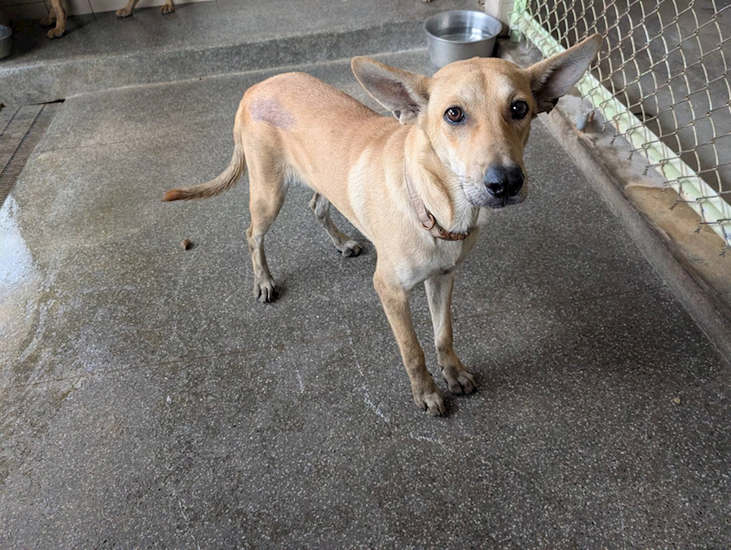 高雄市燕巢動物保護關愛園區,編號:447668, 混種犬          