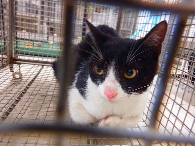 南投縣公立動物收容所,編號:446896, 混種貓                 