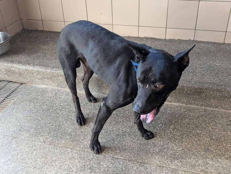 高雄市燕巢動物保護關愛園區,編號:447666, 混種犬          