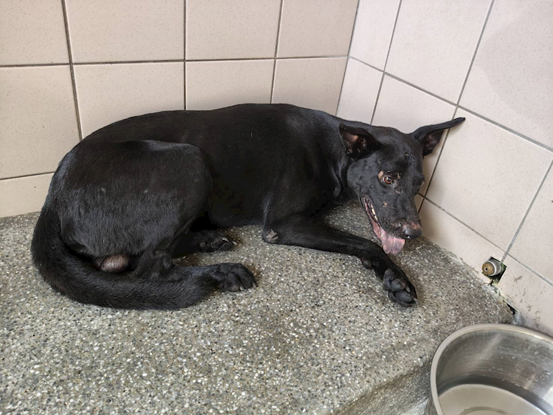 高雄市燕巢動物保護關愛園區,編號:447664, 混種犬          