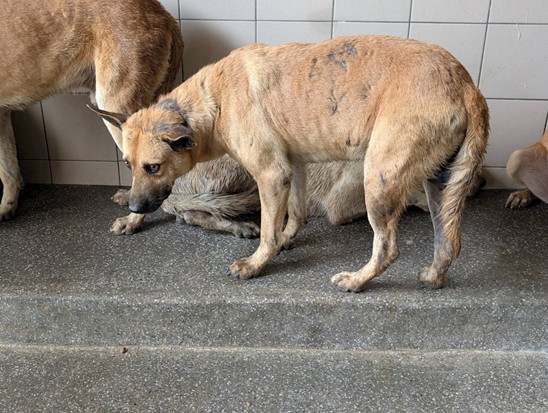 高雄市燕巢動物保護關愛園區,編號:447662, 混種犬          