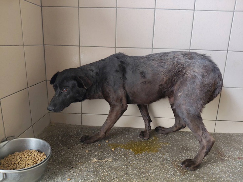 高雄市燕巢動物保護關愛園區,編號:447659, 混種犬          