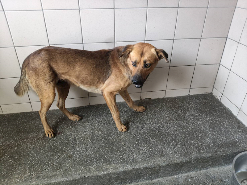 高雄市燕巢動物保護關愛園區,編號:447657, 混種犬          