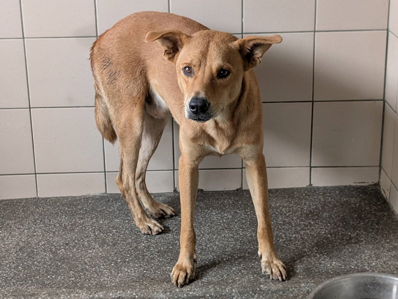 高雄市燕巢動物保護關愛園區,編號:447654, 混種犬          